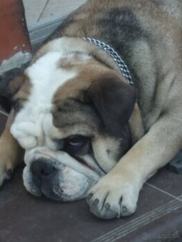 Anglicky buldog