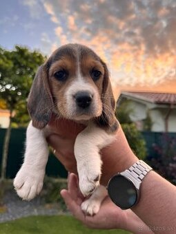 Beagle
