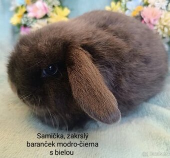 Zakrslý baranček s VP samička