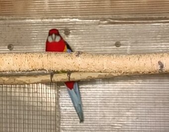 Rozela,, Mutácie Rosela