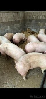 Predám prasatá aj prasiatka