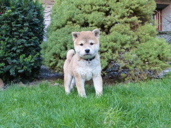 Shiba inu