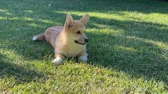 Welsh corgi pembroke s PP