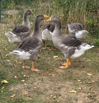 lendeska siva hus 5 kusov