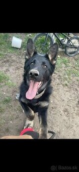 Nemecký ovčiak s pp