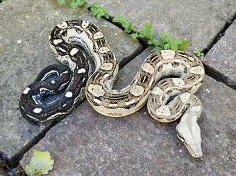 Boa imperator - Aztec Anery het VPI, VPI Jungle Aztec