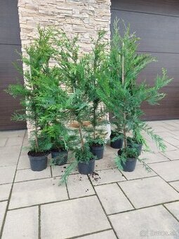 Cyprusovec leylandský (Cupressocyparis leylandii)