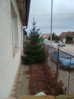 Vianočný živý stromcek