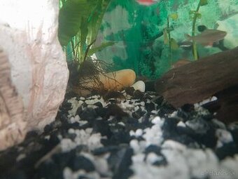 Prisavnik obyčajný