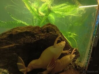 Darujeme dve žabky do akvária