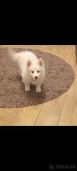 Biely nemecký špic