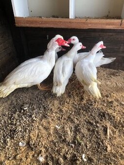 Predám kačky činky