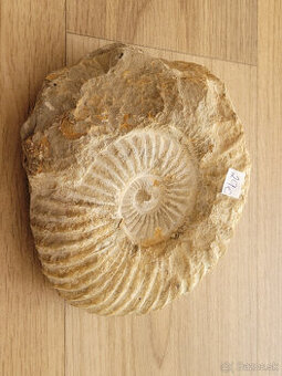 Predám skamenelinu - amonit