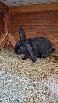 Predám mladú samicu