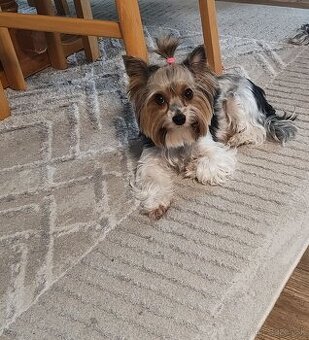 Predám  fenku Yorkshirsky teriér biewer