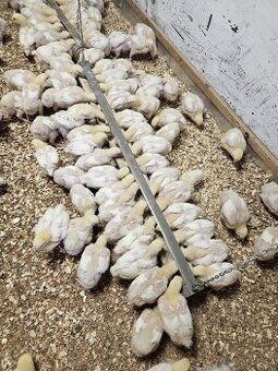 Brojlerové kurčatá