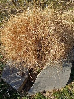 Predám okrasnú trávu