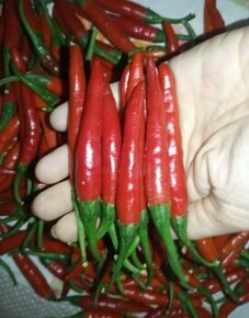 Planty chilli papriciek