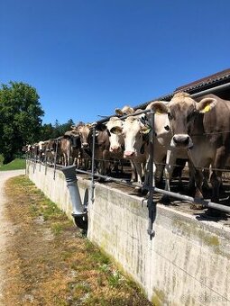 Práca na Farme vo Švajčiarsku