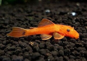 P: Prisavniky Super Red ✔️