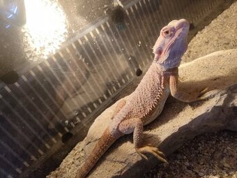 Agama bradatá red