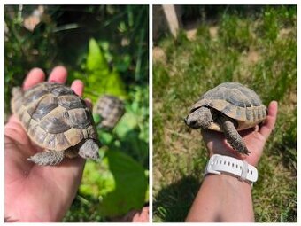 Korytnačky žltohnedé (Testudo graeca) na predaj