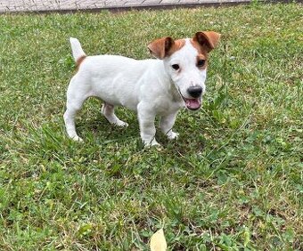 Jack russel teriér