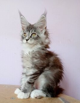 Maine Coon s PP