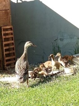 Indické bežce na predaj