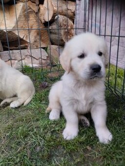 Zlatý retriever