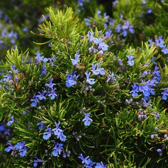 Rozmarín lekársky(Rosmarinus officinalis)
