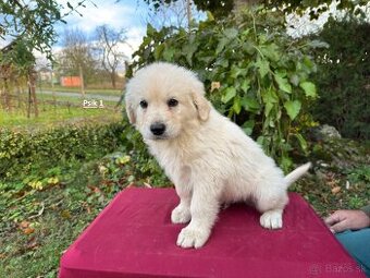 Slovenský čuvač - 1