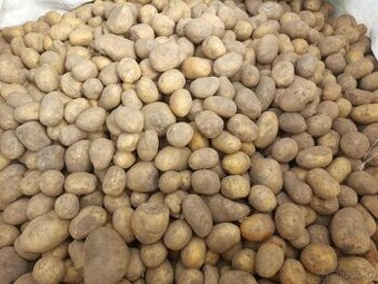 Predám krmné zemiaky druhá trieda neskore