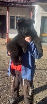 Nemecký ovčiak šteniatka