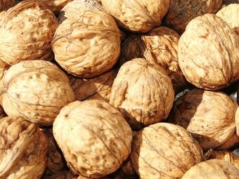 Predám Vlašské orechy v škrupine akcia 3,50€/kg