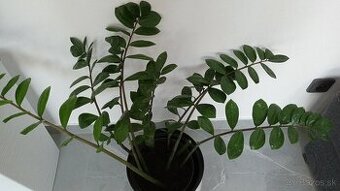 Predam zamioculkas v keramickom kvetinaci