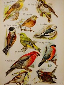 Malý Brehm - vtáci, vydaná v roku 1896, il. kameňotlač