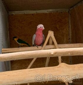 Predám kakadu ružový a amazonik čiernotemenný