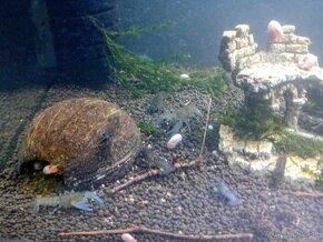 Rak Cherax destructor