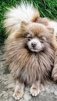 Fialová pomeranian samica