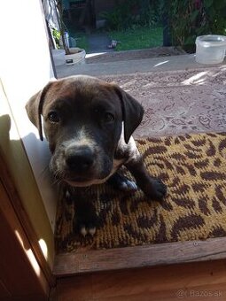 Stafod