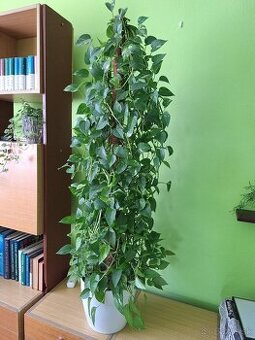 Pothos / divý janko/