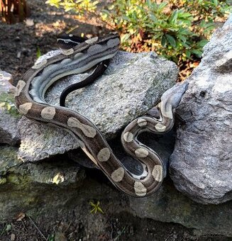 Veľhad Kráľovský / Boa Constrictor