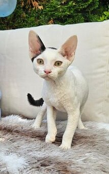 Devon rex kocourek s PP