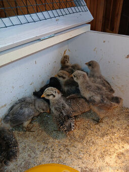 Ameraucana