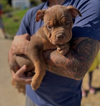 American Bully Xl