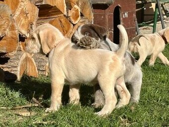 Taliansky spinone