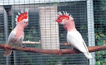 Voliérový pletivový  panel pre voliéry.