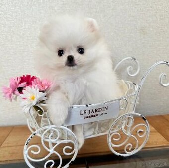 Pomeranian mini