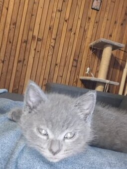 Predám Britské maciatka